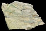 Triceratops Frill - Montana #100926-1